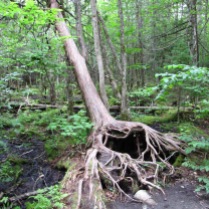 Cool tree roots